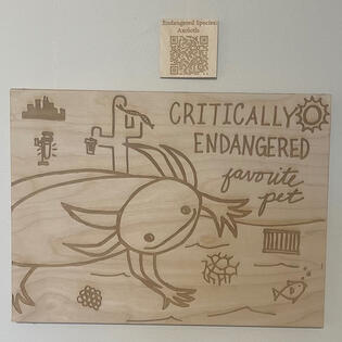 critically endangered favorite pet: endangered species activism for axolotls
