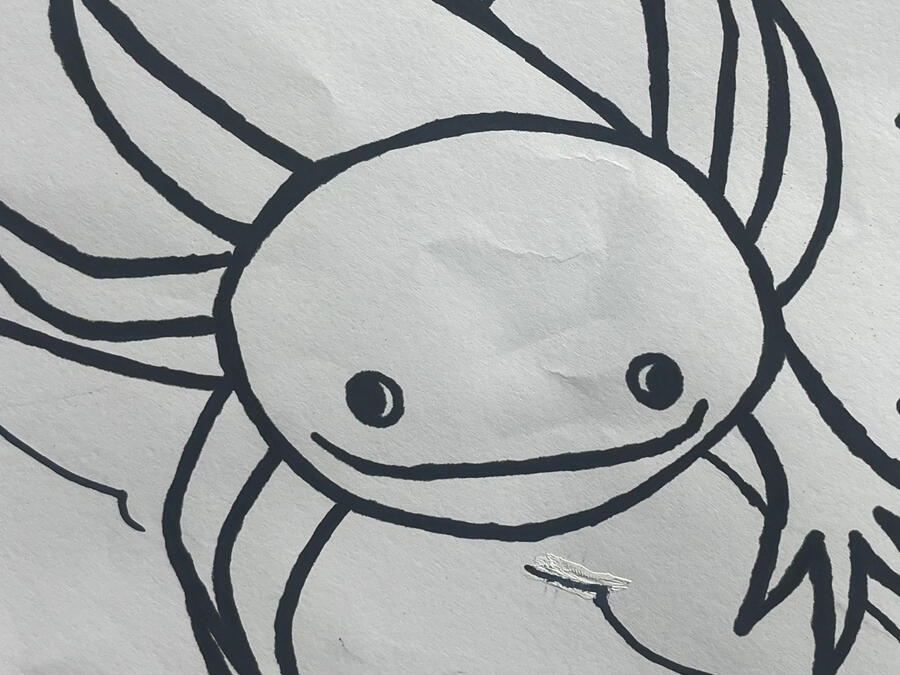 3/4/25 an outline of an axolotl done in black sharpie on white paper